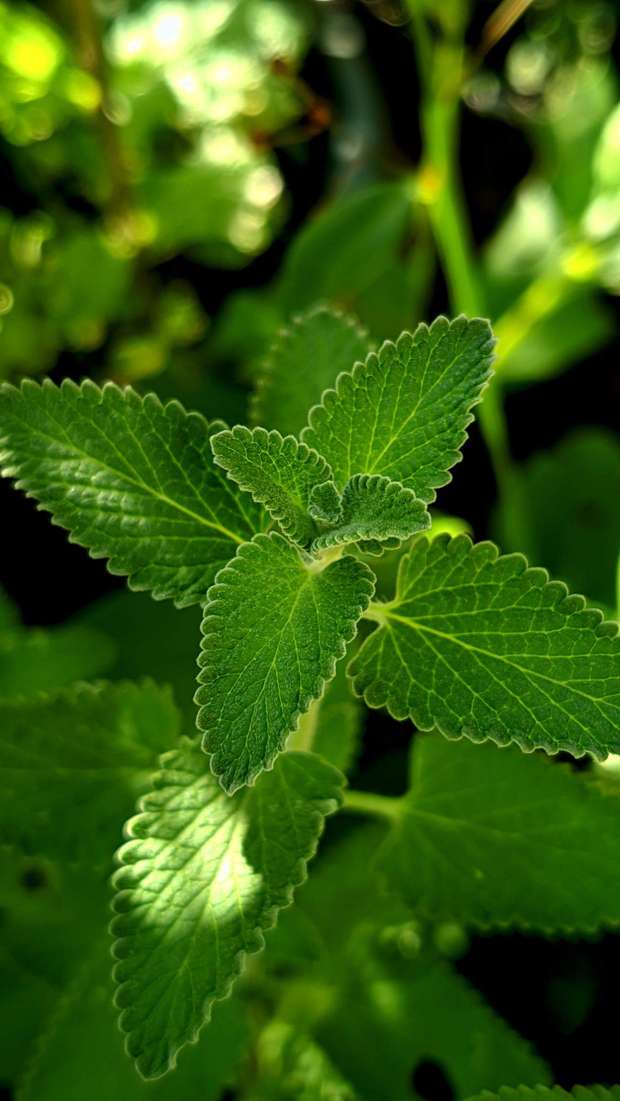 Daun mint hijau segar tersorot sinar matahari